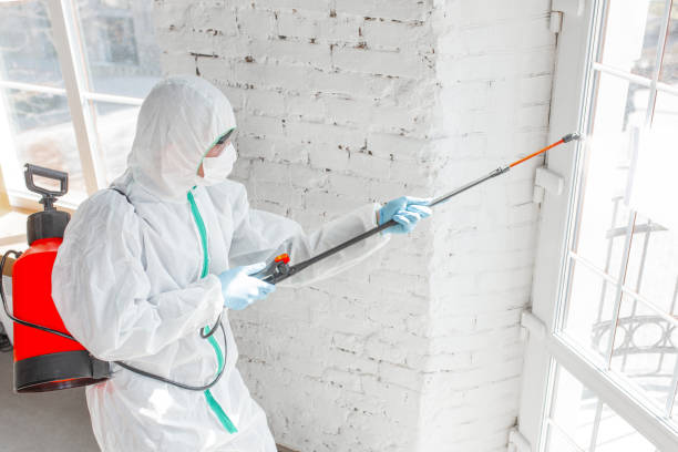 Franklin Park, IL Mold Removal Services Company