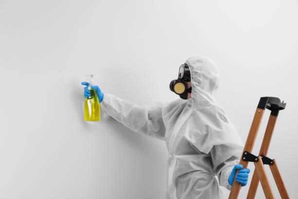 Mold Remediation for Vacation Homes in Franklin Park, IL